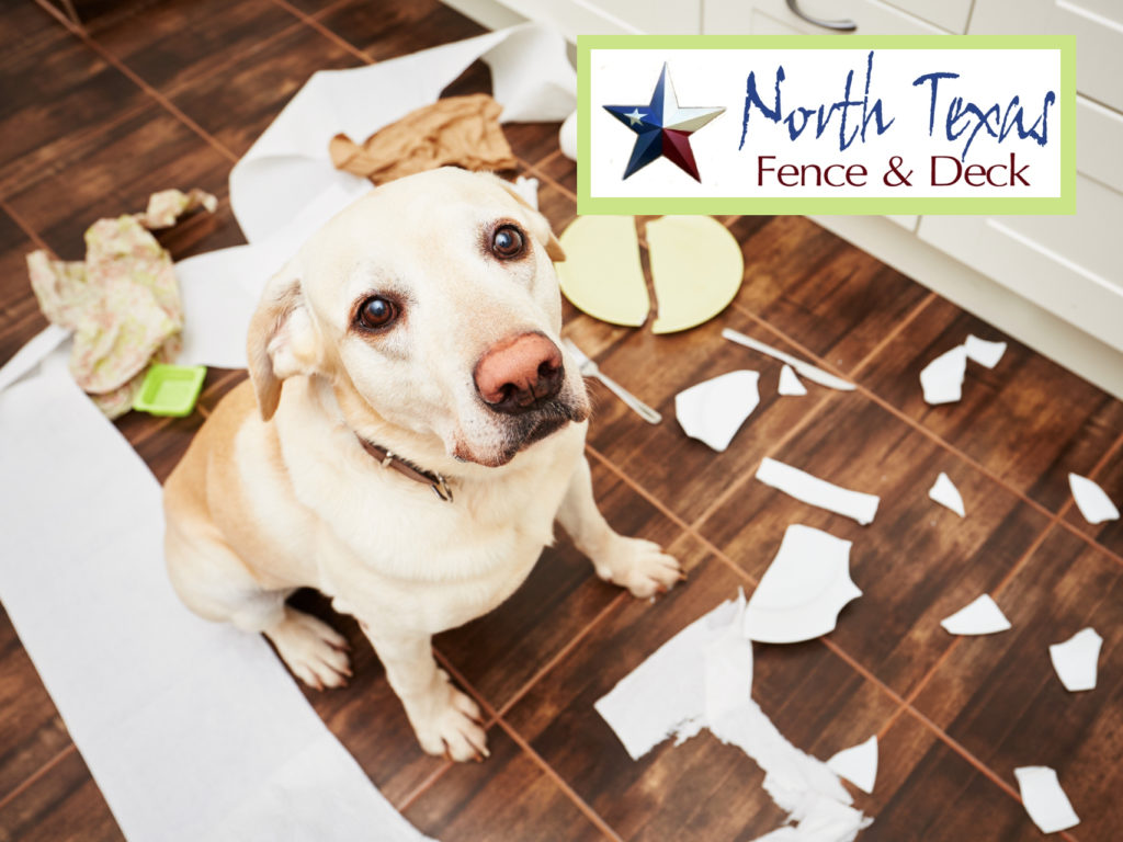 Build a Fence for the Dog